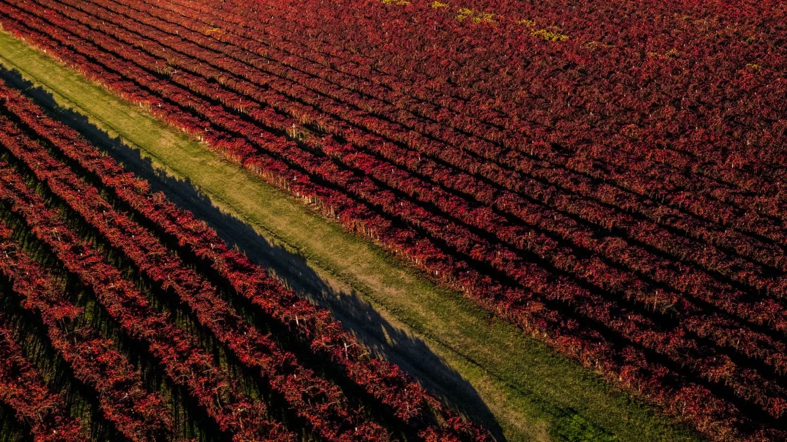 Vigneto Grasparossa Belvedere