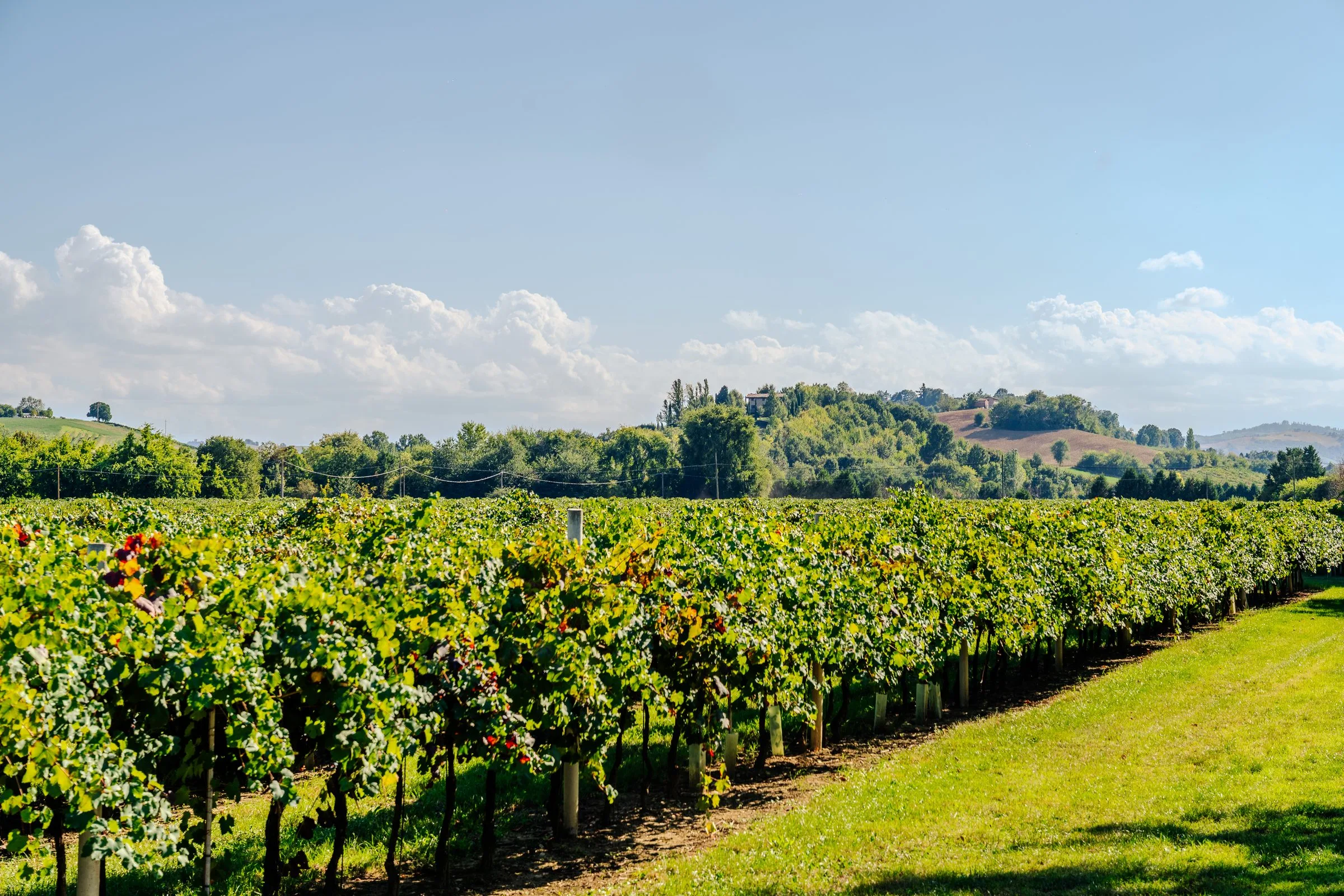 Vigneti e paesaggio per la degustazione di Pruno Nero