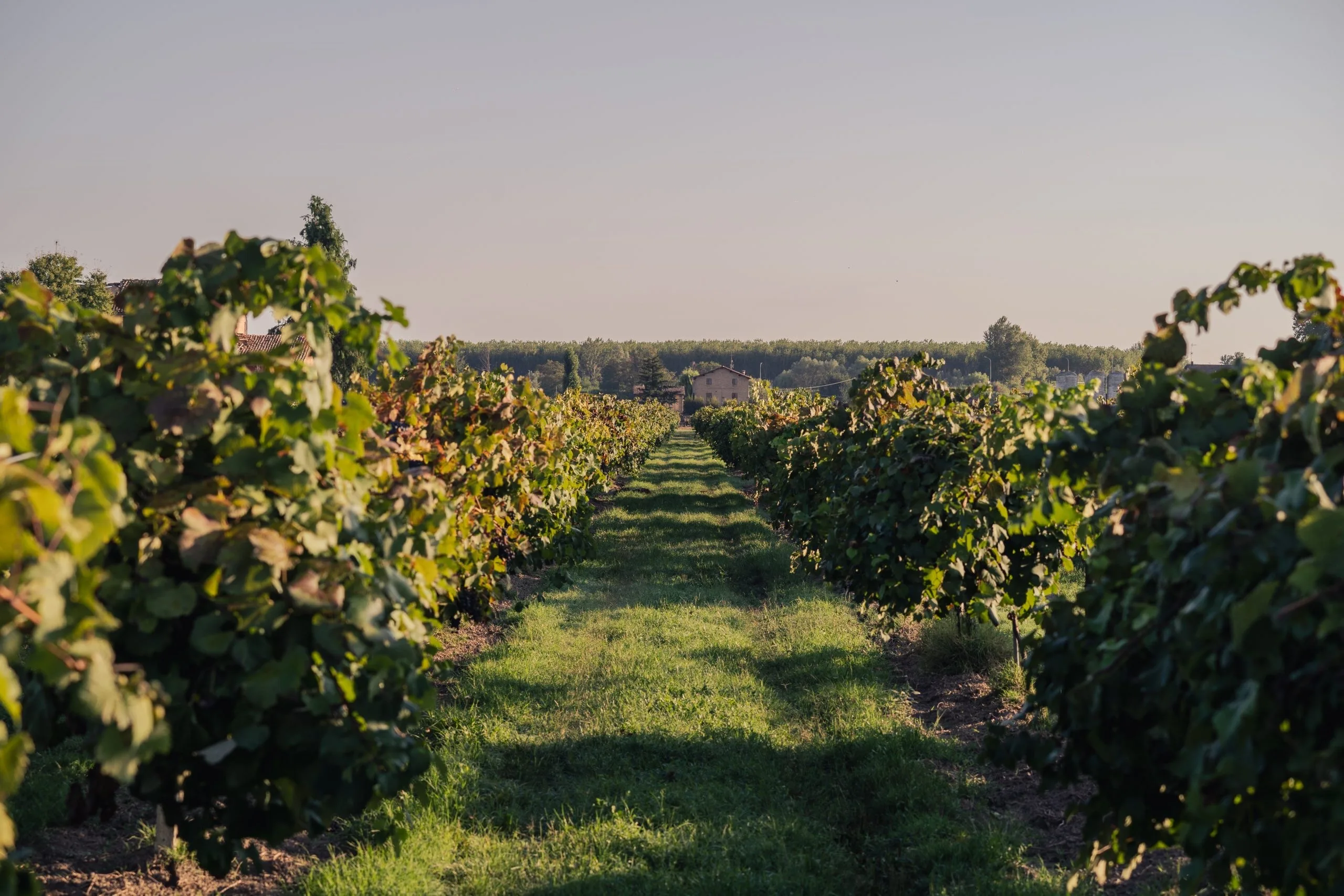 Tenuta Sozzigalli