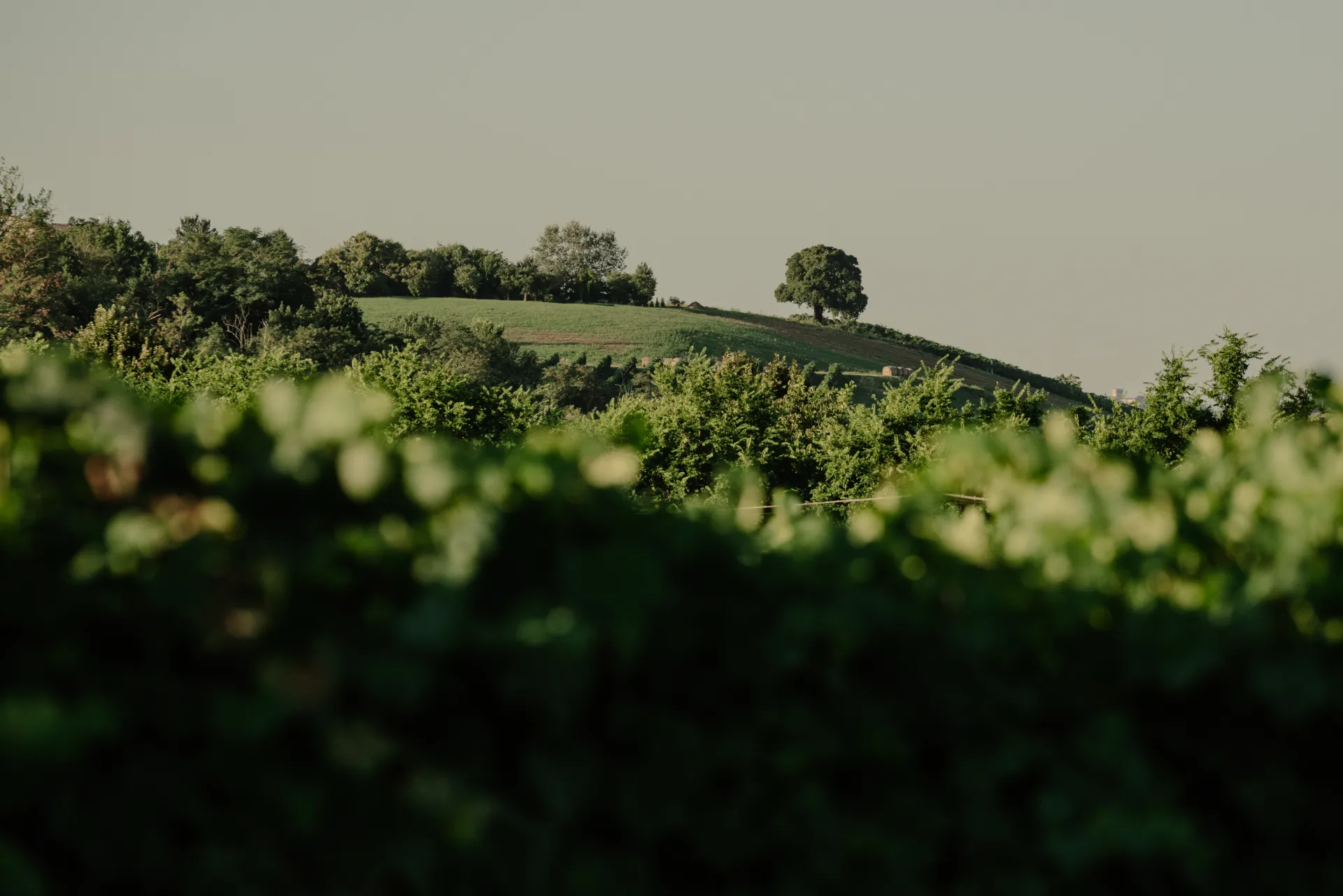 Vigneti e paesaggio per la degustazione di Cleto Chiarli Biologico