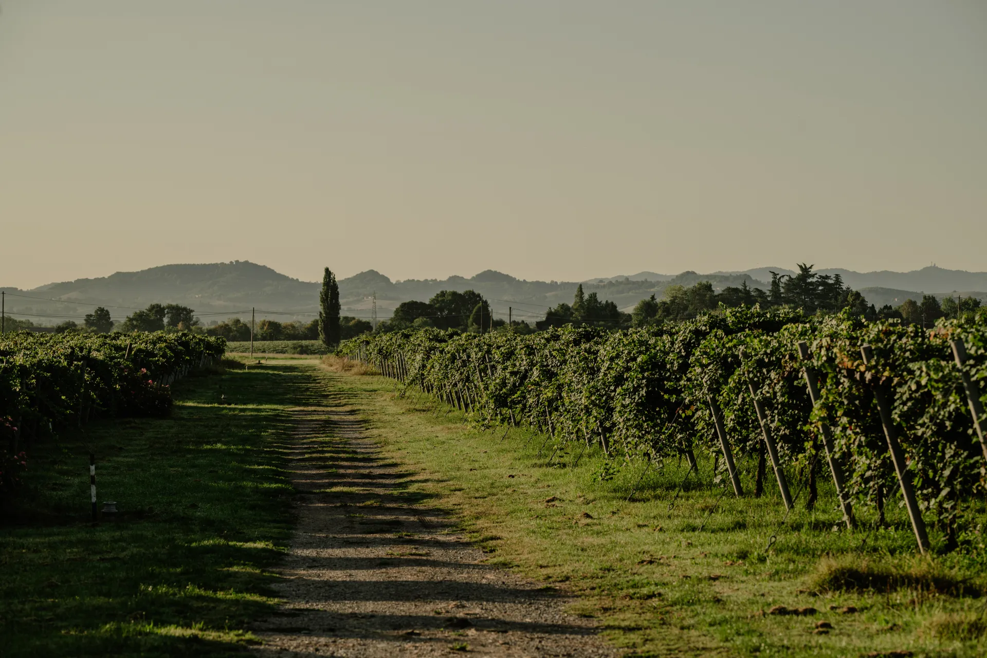 Vigneti e paesaggio per la degustazione di Rosé de Noir