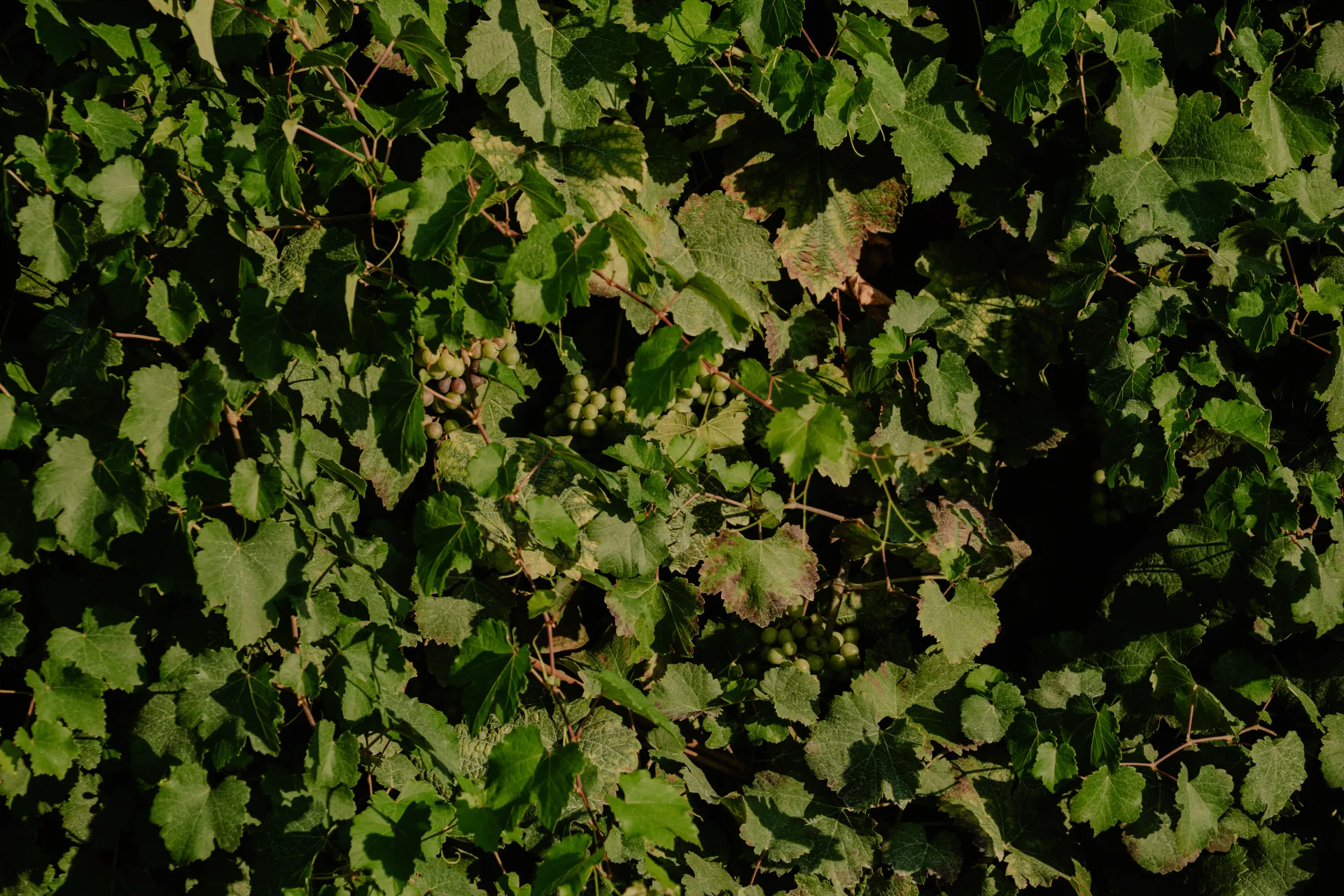 Vigneti e paesaggio per la degustazione di Tenuta Villa Cialdini