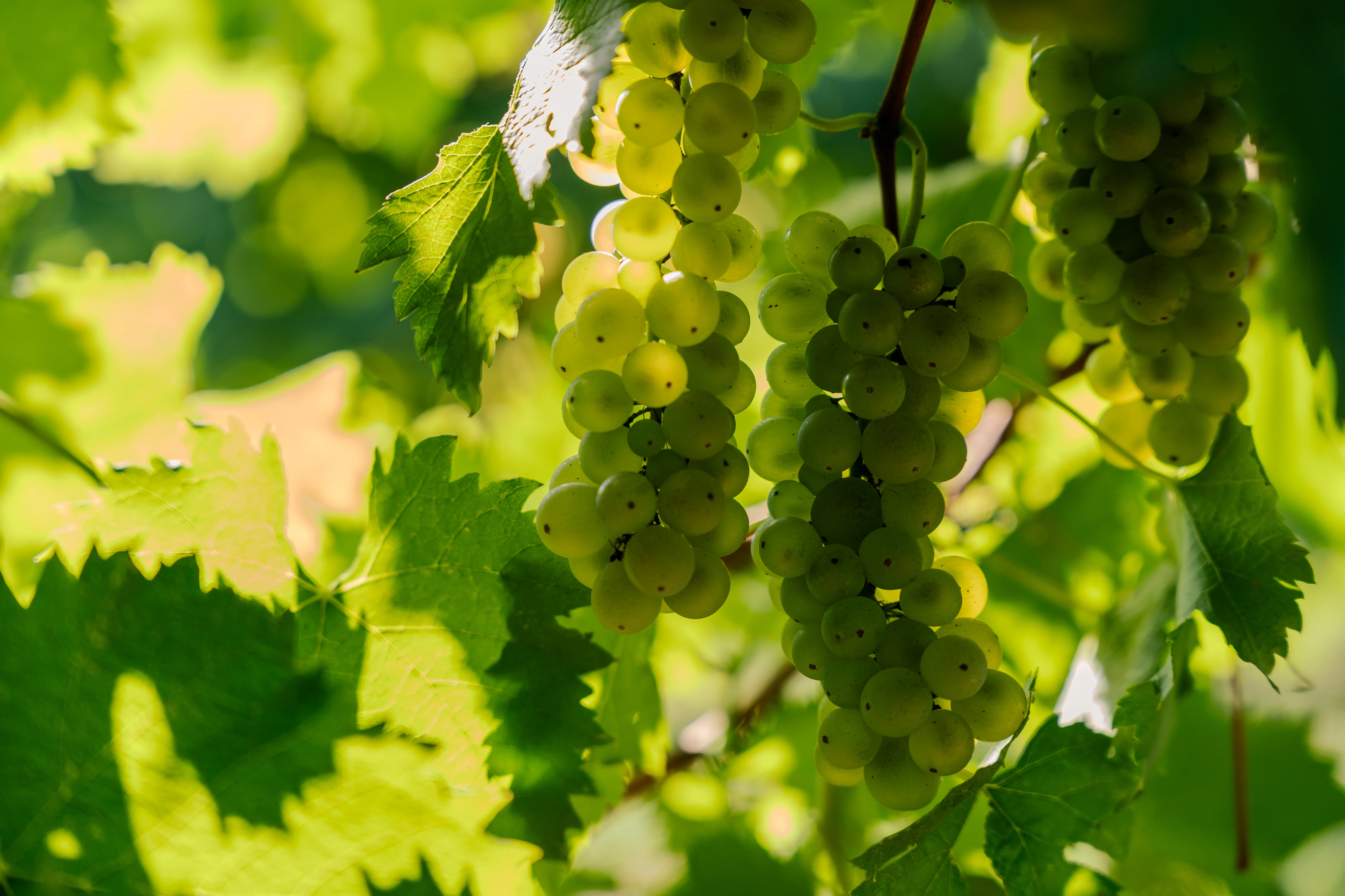 Vigneti e paesaggio per la degustazione di Villa Cialdini